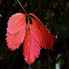 leuchtend herbstlich