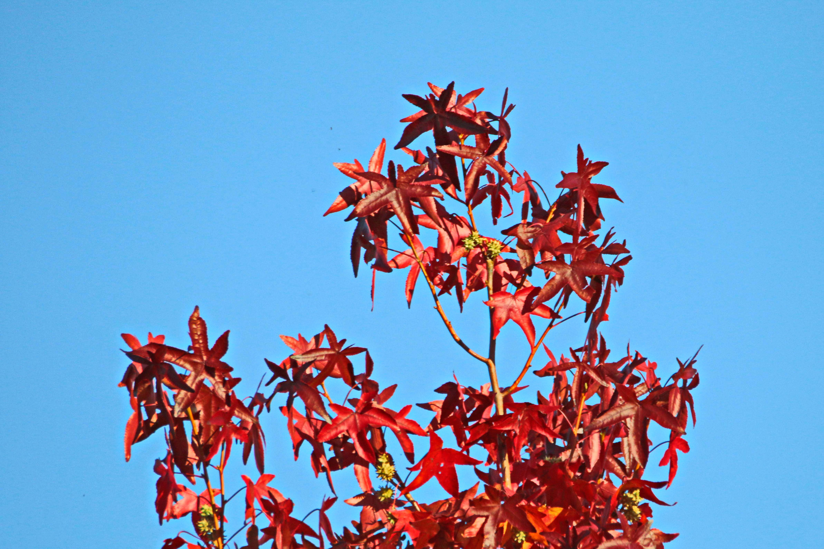 leuchtend herbstlich