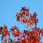 leuchtend herbstlich