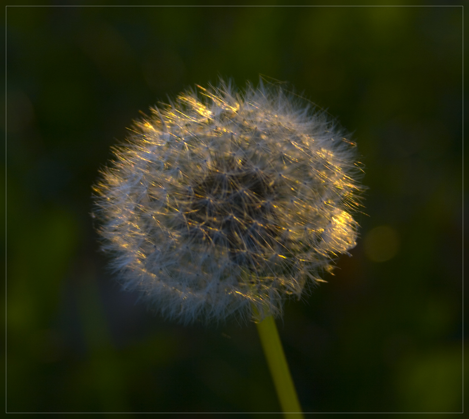 Leuchtend im Abendlicht