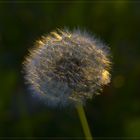 Leuchtend im Abendlicht