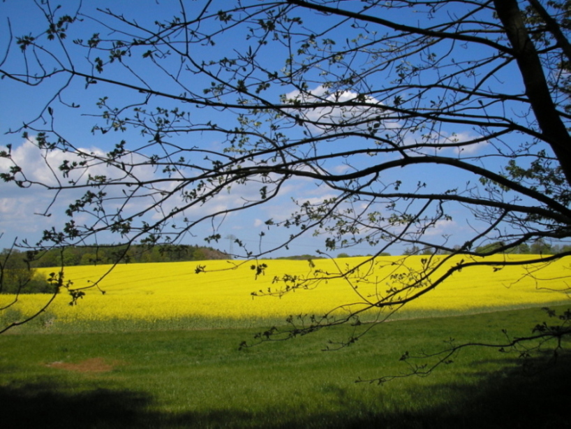 Leuchtend im Sonnenschein