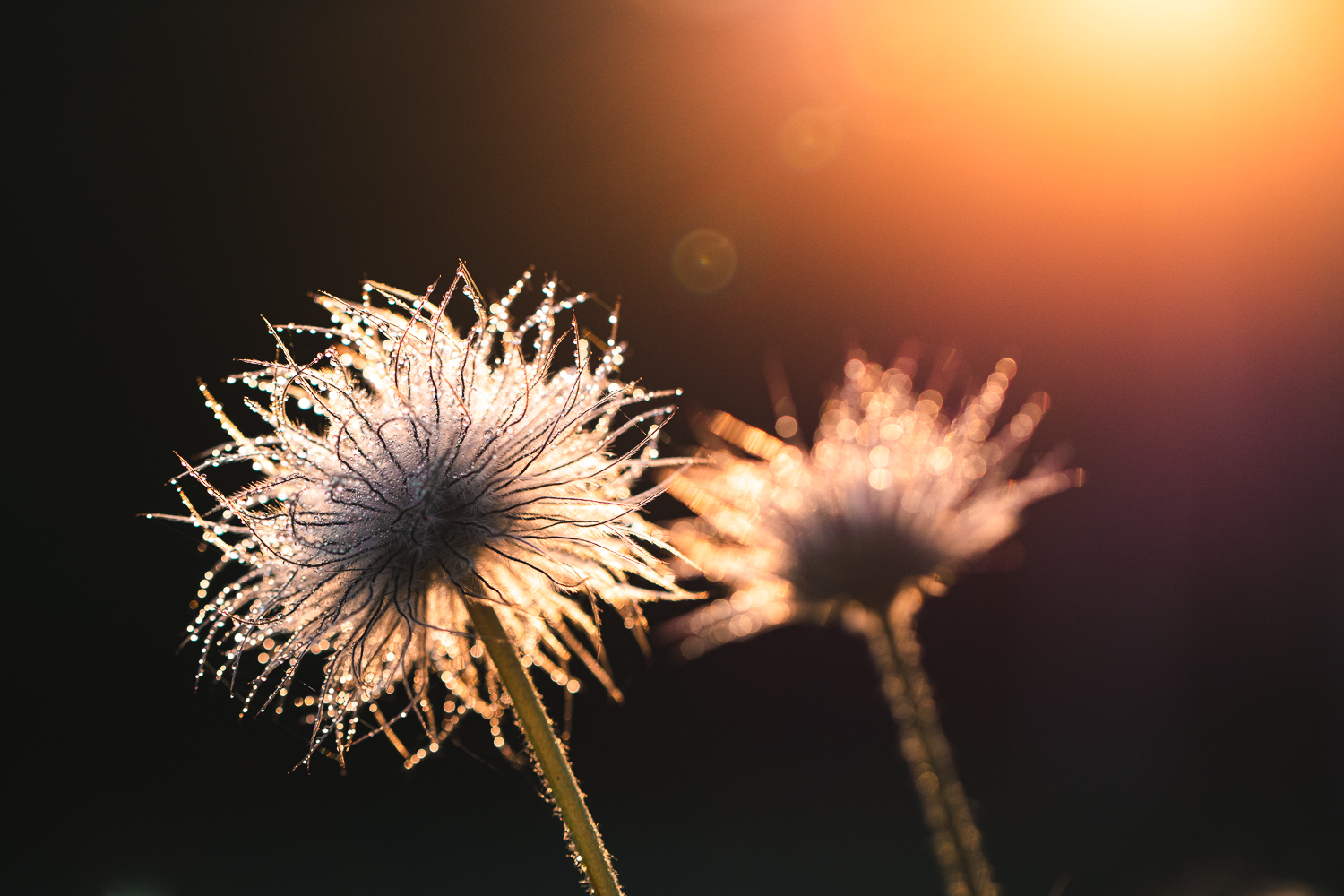 Leuchtend in der Abendsonne 