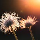 Leuchtend in der Abendsonne 