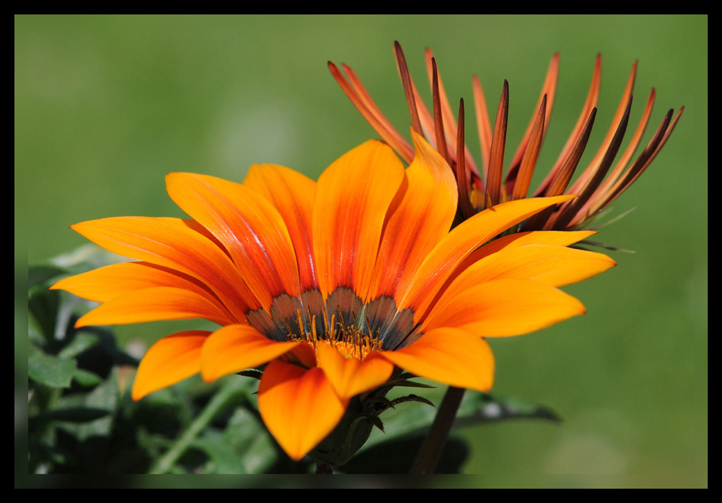 Leuchtend Orange