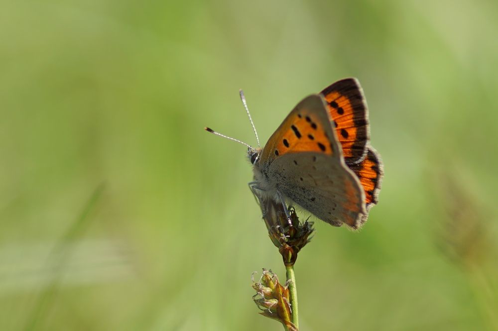 Leuchtend Orange