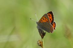 Leuchtend Orange