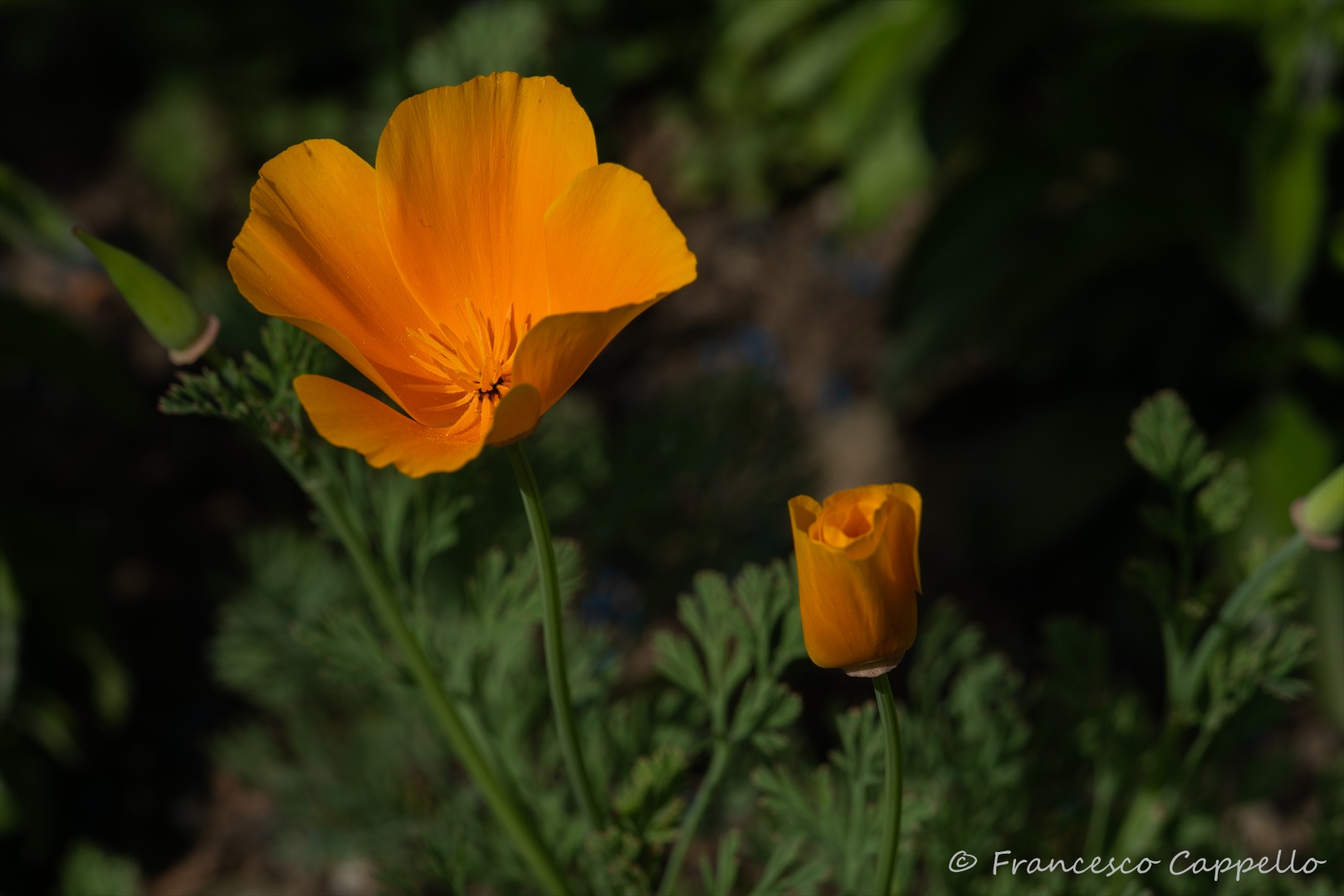 leuchtend orange