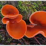 Leuchtend orange mit Zuckerrand... ein Prost auf den Wald !