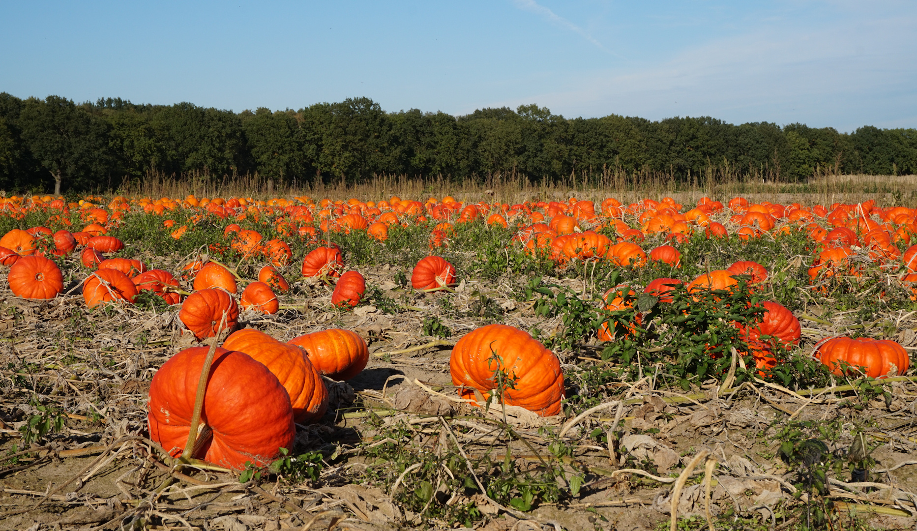 Leuchtend orangerote Kürbisse