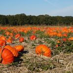 Leuchtend orangerote Kürbisse