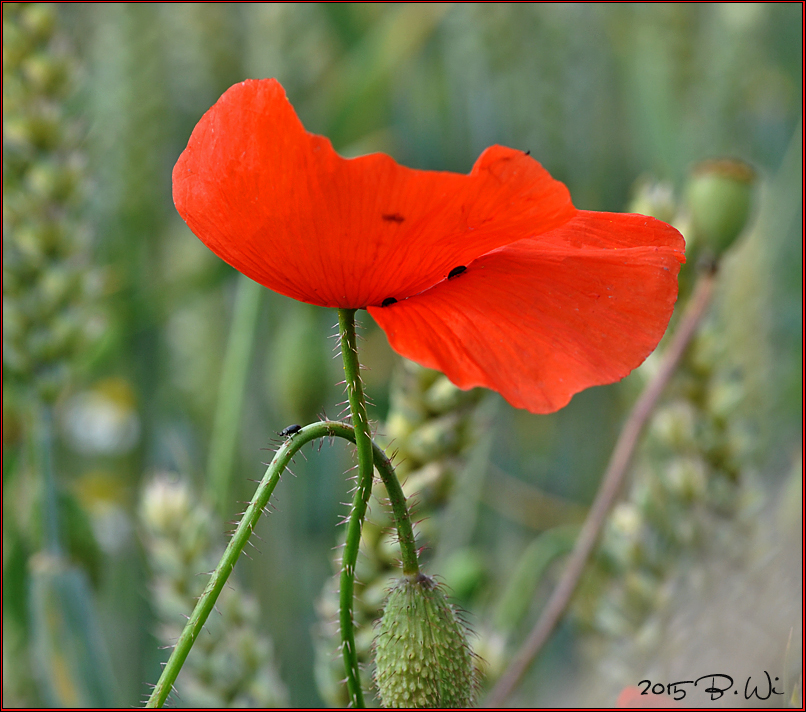 leuchtend rot.......