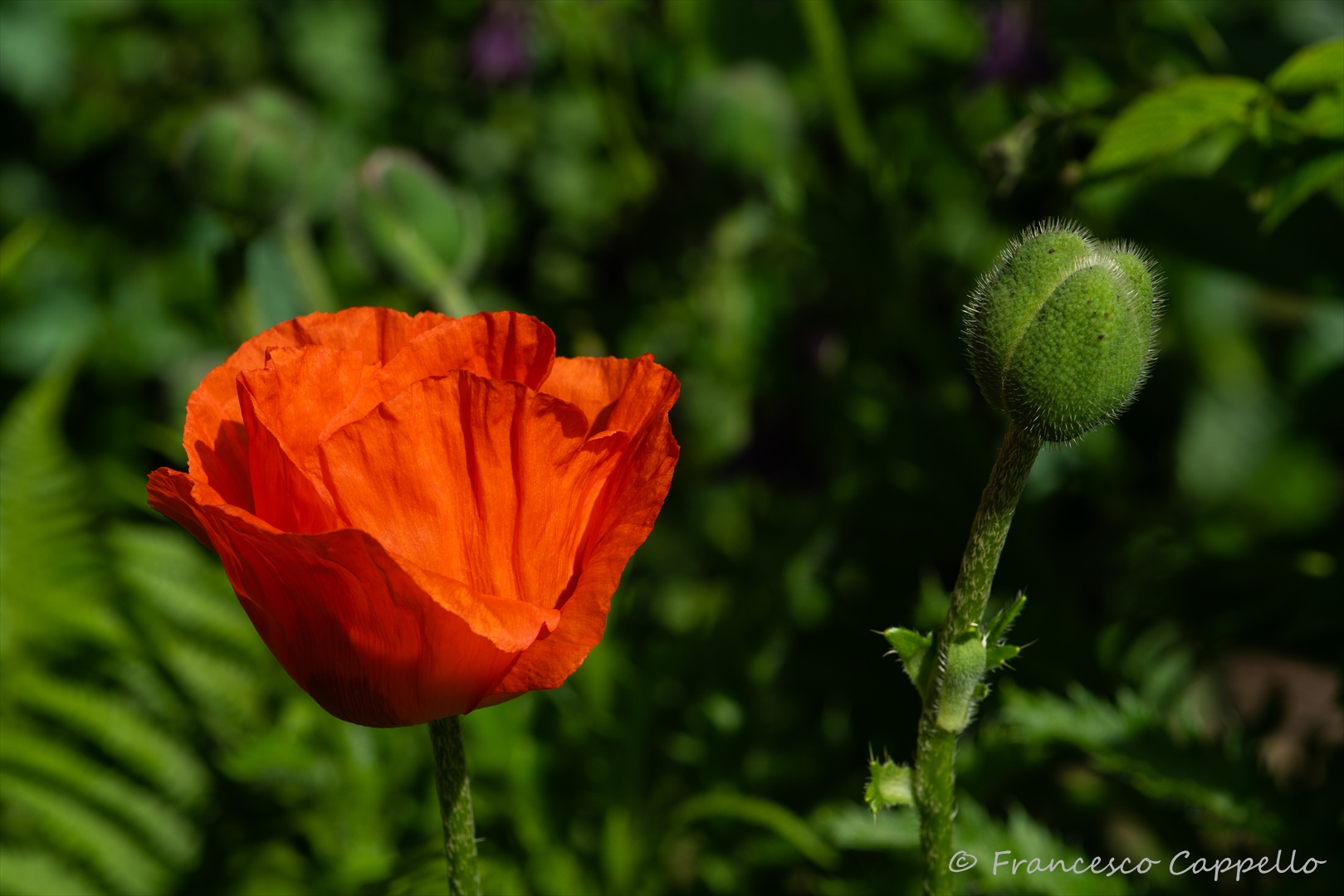 leuchtend rot