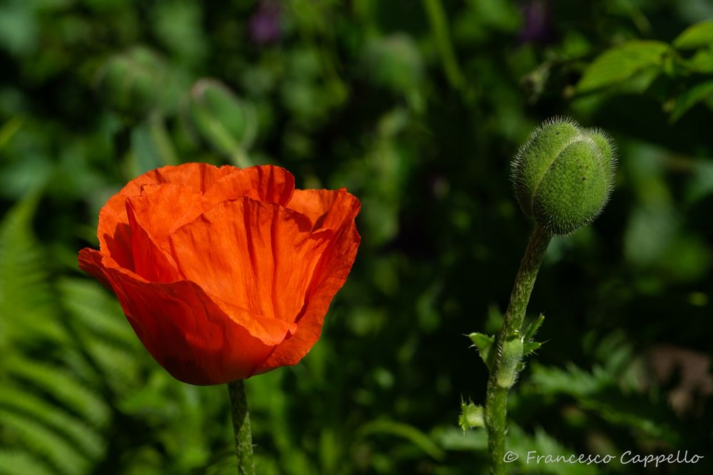 leuchtend rot