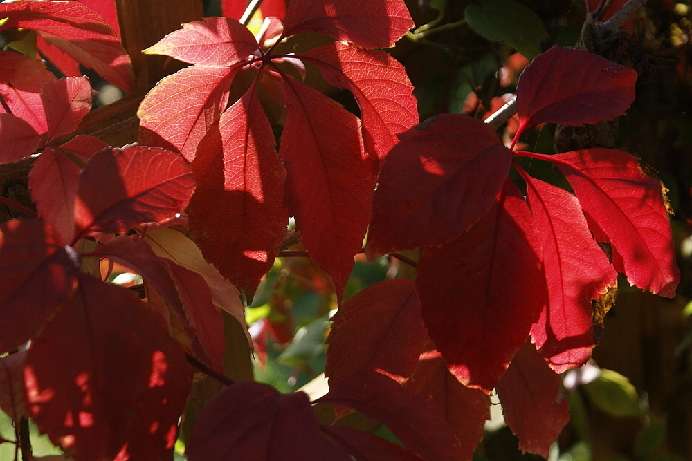 - leuchtend rot - 2