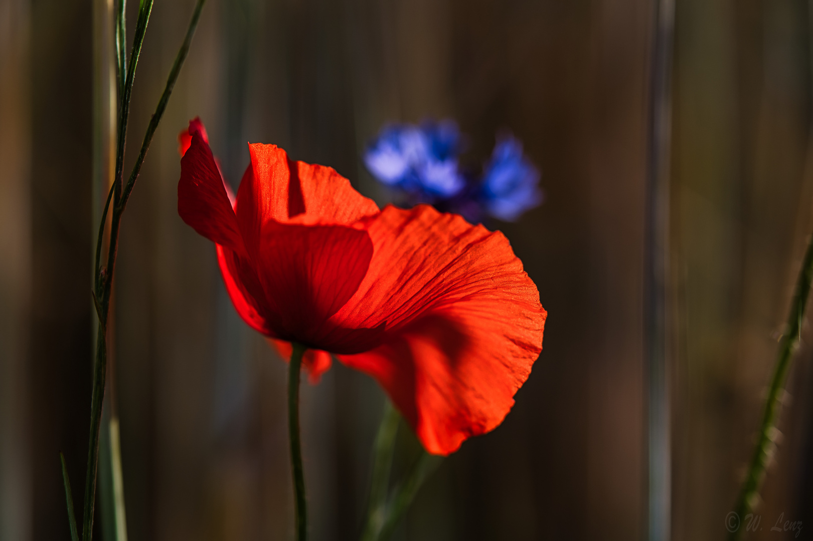 Leuchtend Rot