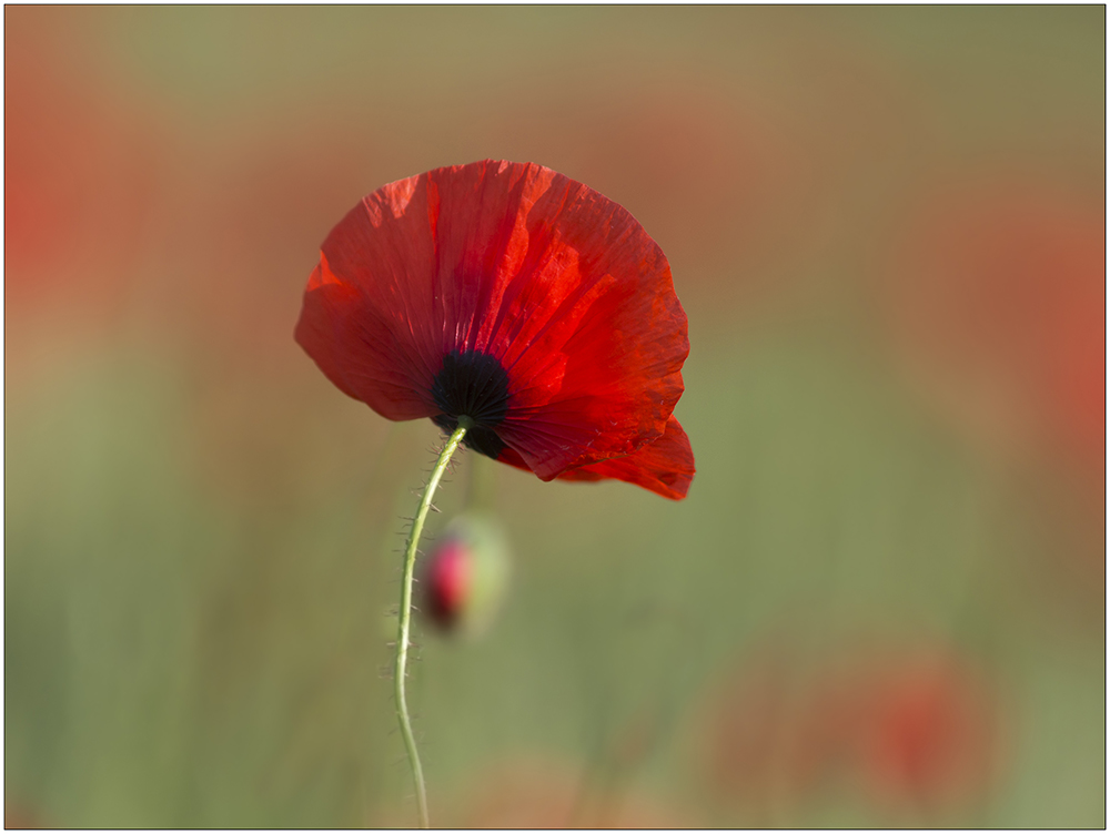 leuchtend rot