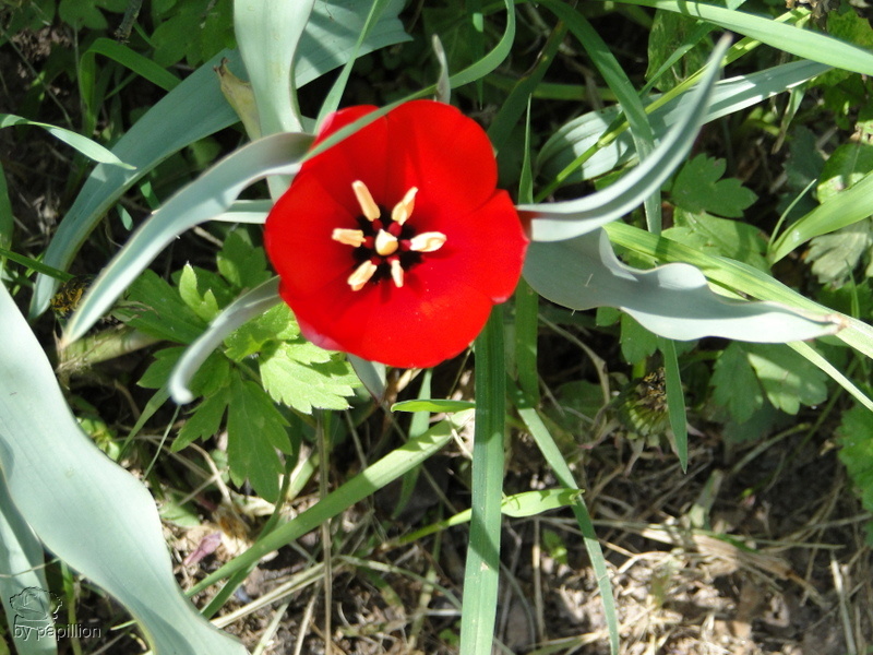 leuchtend rot