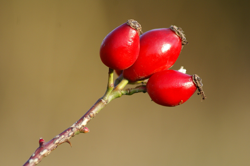 - leuchtend rot -