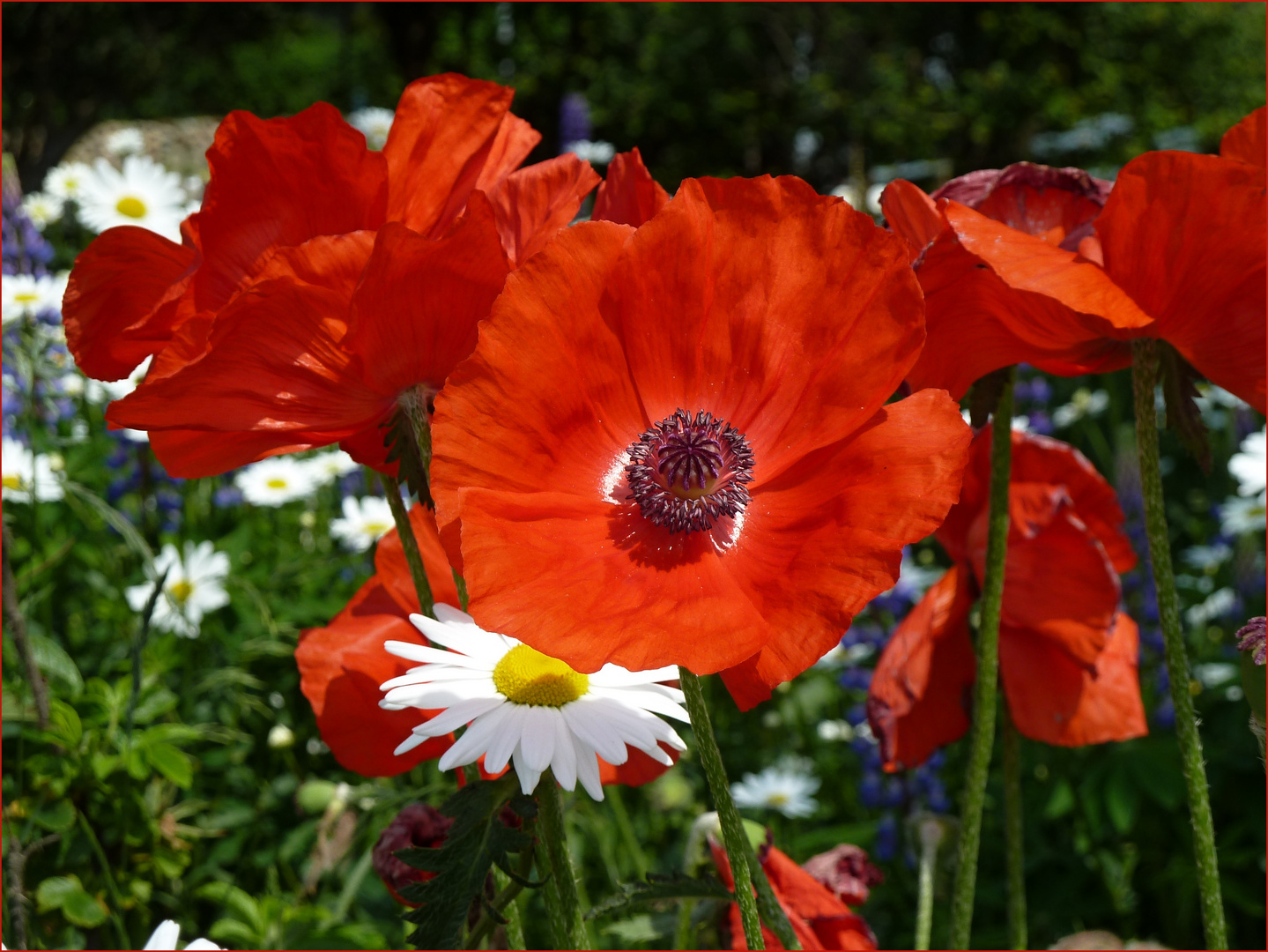 leuchtend rot blüht der Mohn