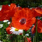 leuchtend rot blüht der Mohn