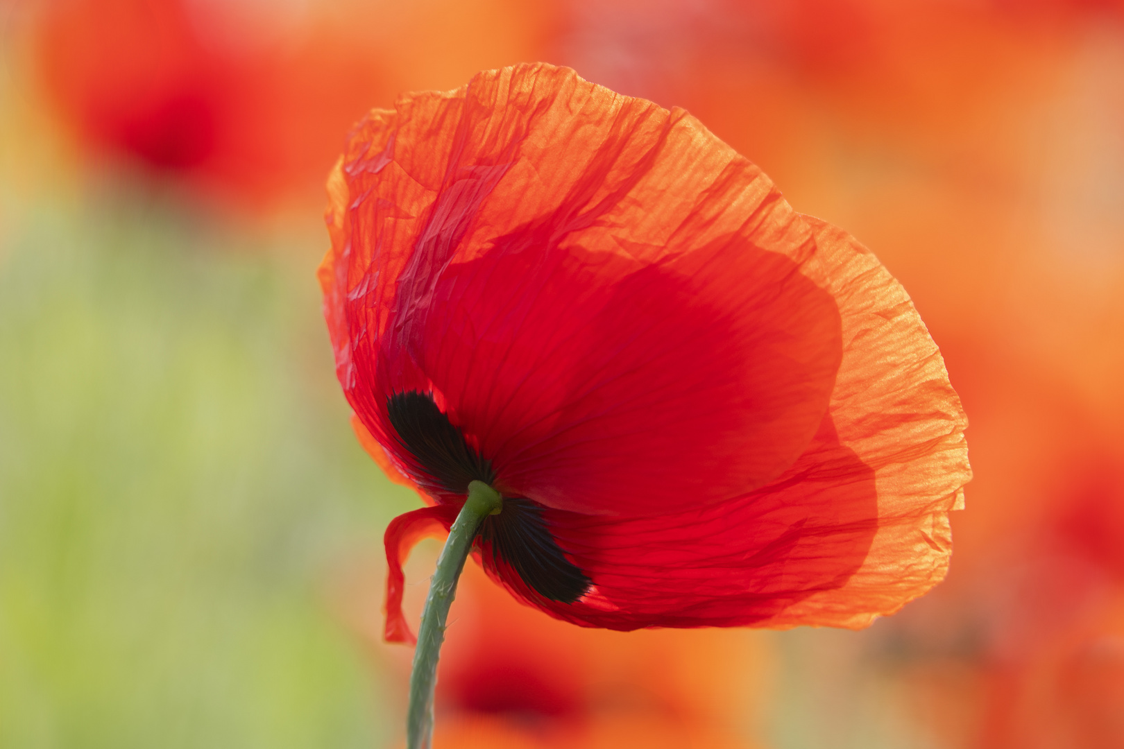 leuchtend rot .... der Klatsch- Mohn