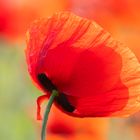 leuchtend rot .... der Klatsch- Mohn