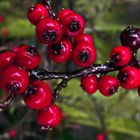 leuchtend rote Beeren