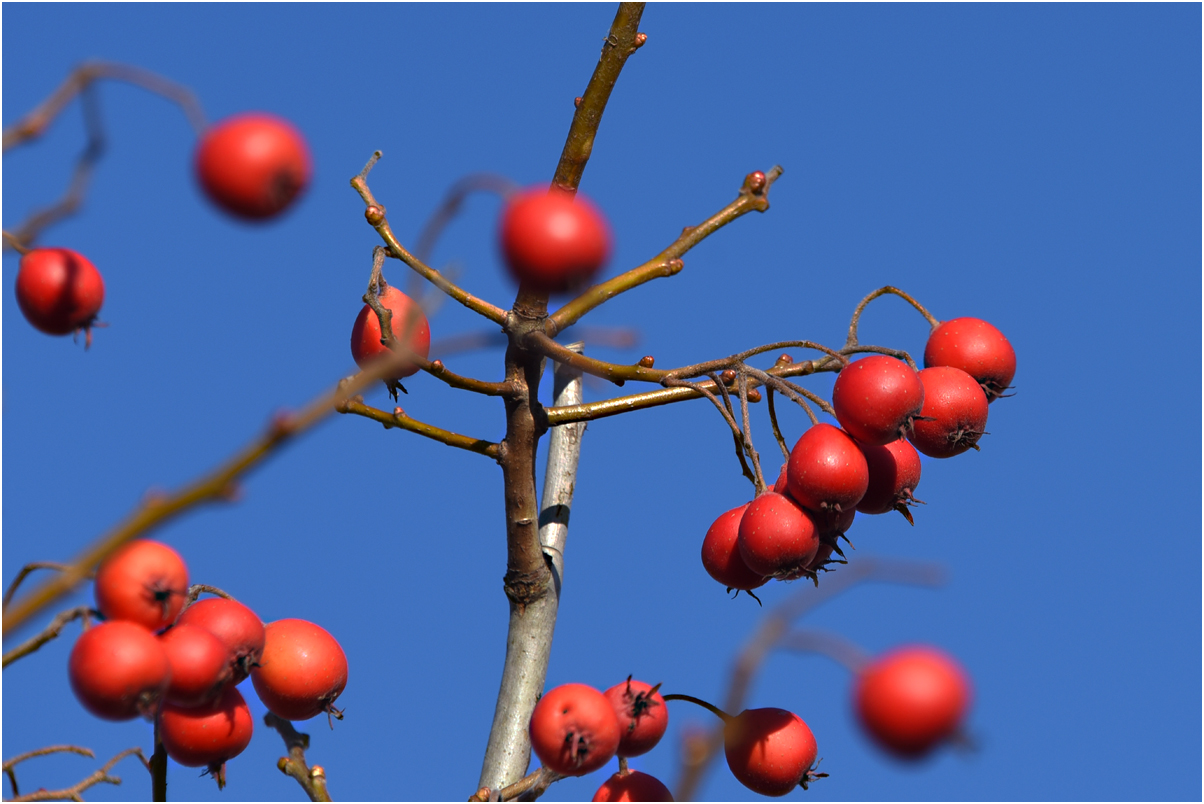 leuchtend rote Beeren vor blauem Himmel