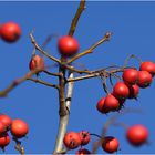 leuchtend rote Beeren vor blauem Himmel