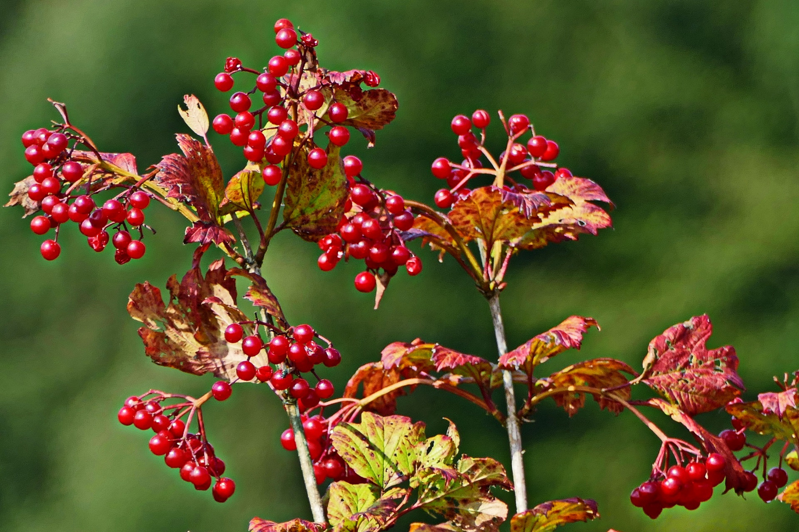 leuchtend rote Perlen Foto & Bild natur, pflanzen, blüten Bilder auf