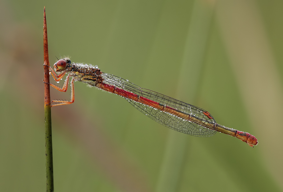 Leuchtend rote Perlenträgerin