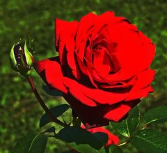 leuchtend rote Rose
