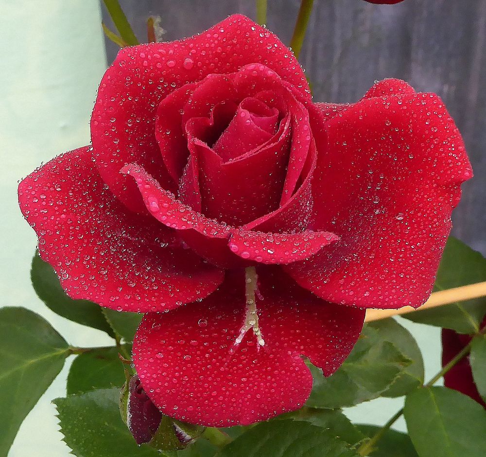 leuchtend rote Rose mit Tropfen