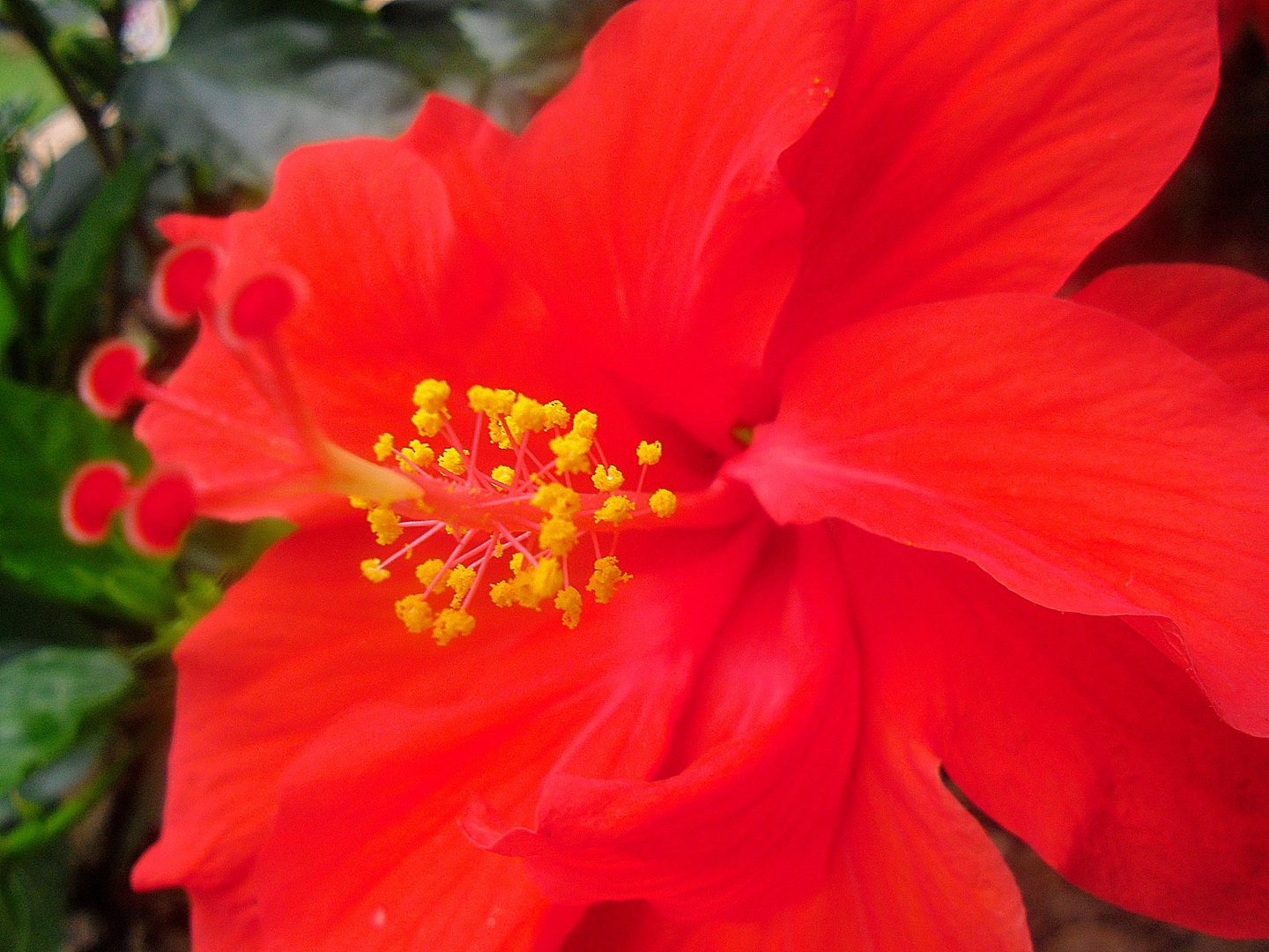 Leuchtend roter Hibiskus