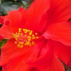 Leuchtend roter Hibiskus