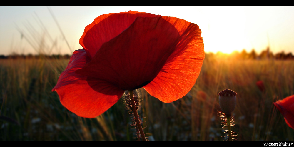 Leuchtend roter Mohn