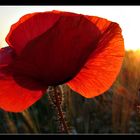 Leuchtend roter Mohn