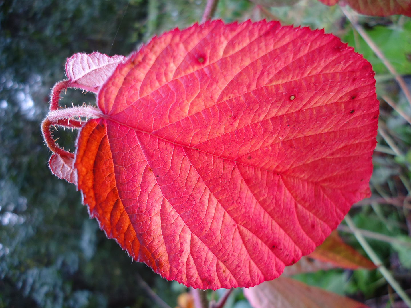 leuchtend rotes Herbstblatt