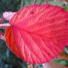 leuchtend rotes Herbstblatt