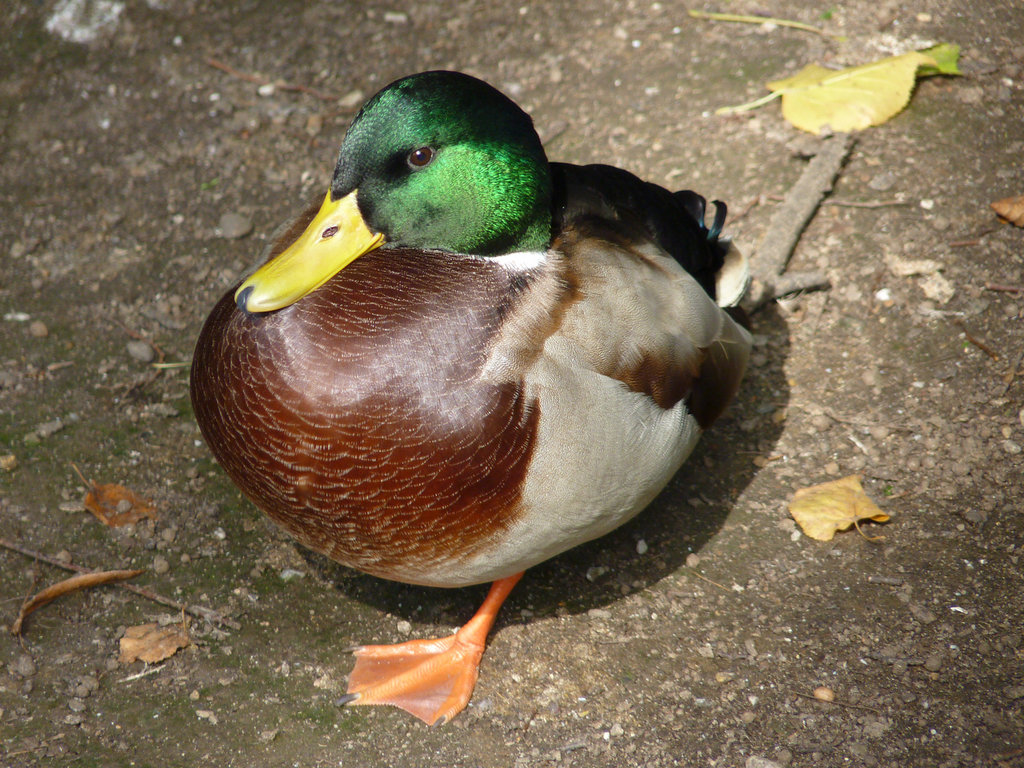 leuchtend rund