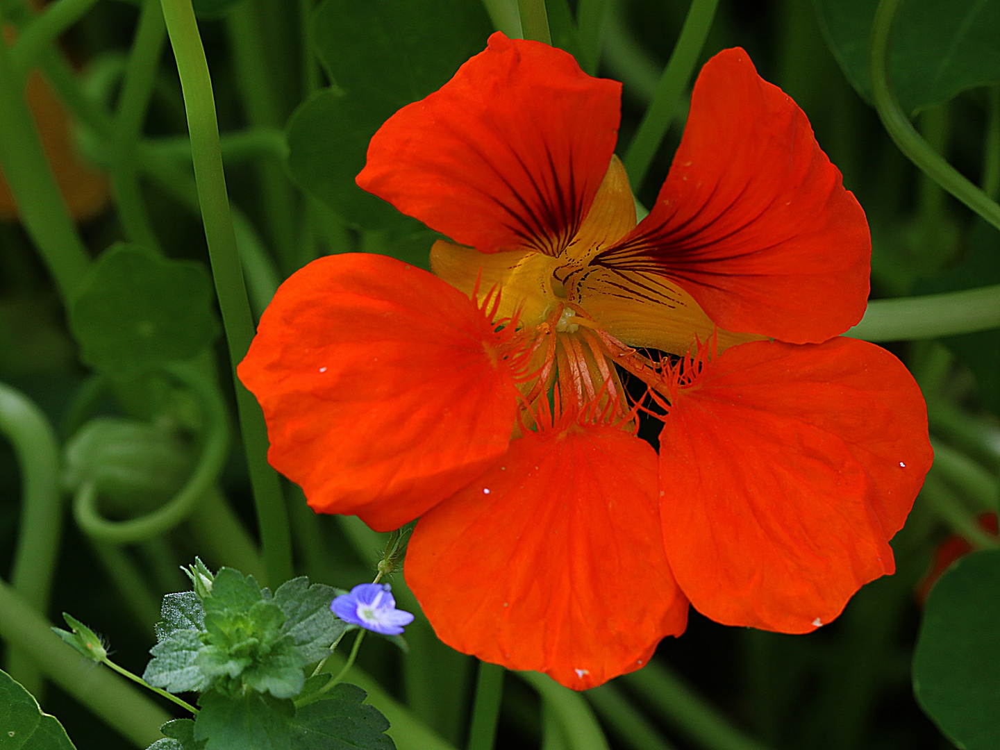 leuchtend und kräftig in der Farbe