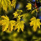 leuchtende Ahornblätter im leichten Gegenlicht