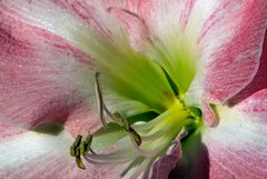 Leuchtende Amaryllis