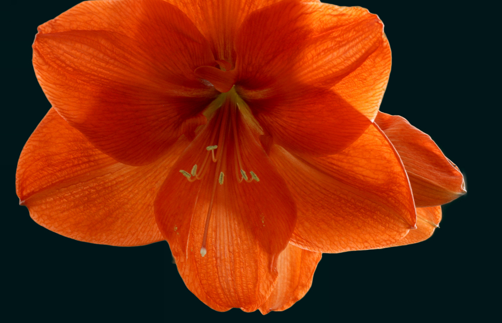 leuchtende Amaryllis