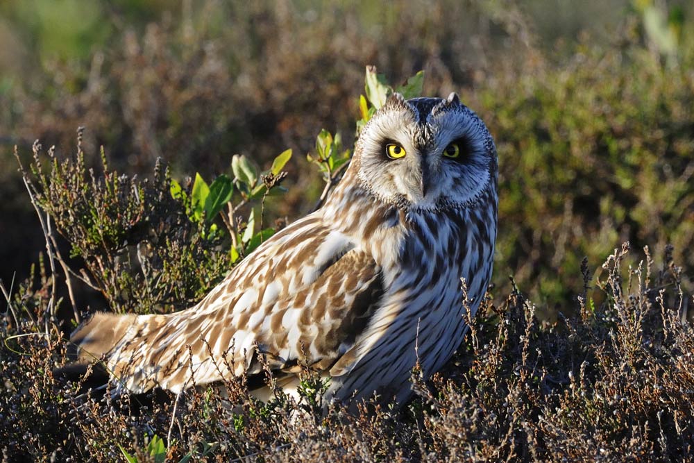 Leuchtende Augen