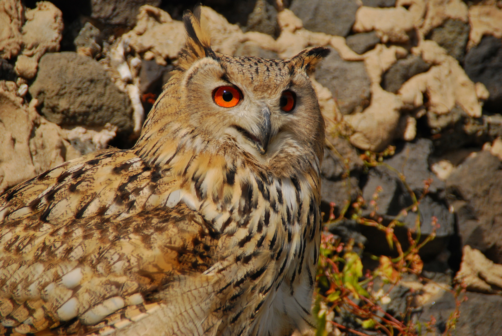 leuchtende Augen