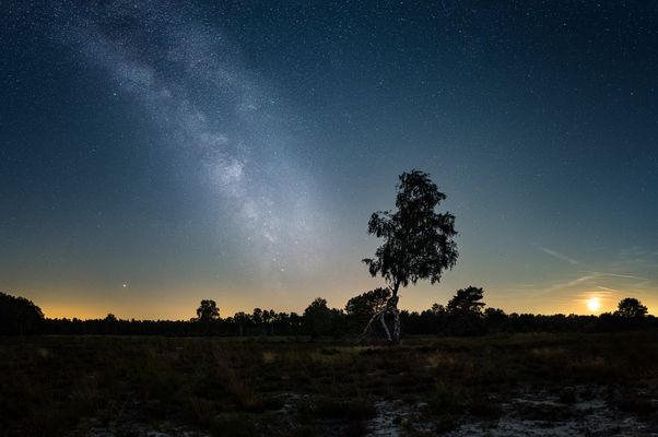 * Leuchtende Augen auf der Lichtung * 