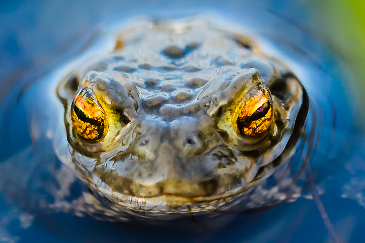 leuchtende Augen