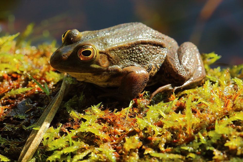 leuchtende Augen